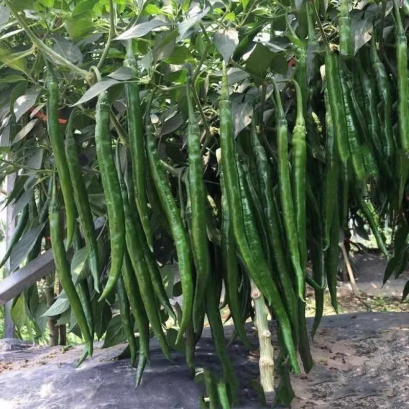 辣美丽长线椒种子挂果多辣味浓光滑顺直干鲜两用
