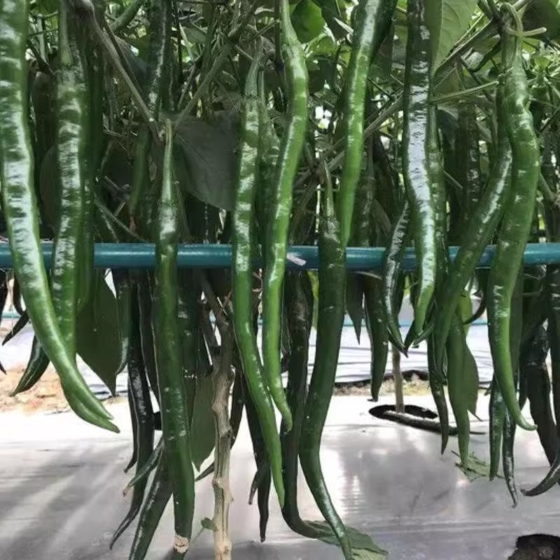 辣美丽长线椒种子挂果多辣味浓光滑顺直干鲜两用
