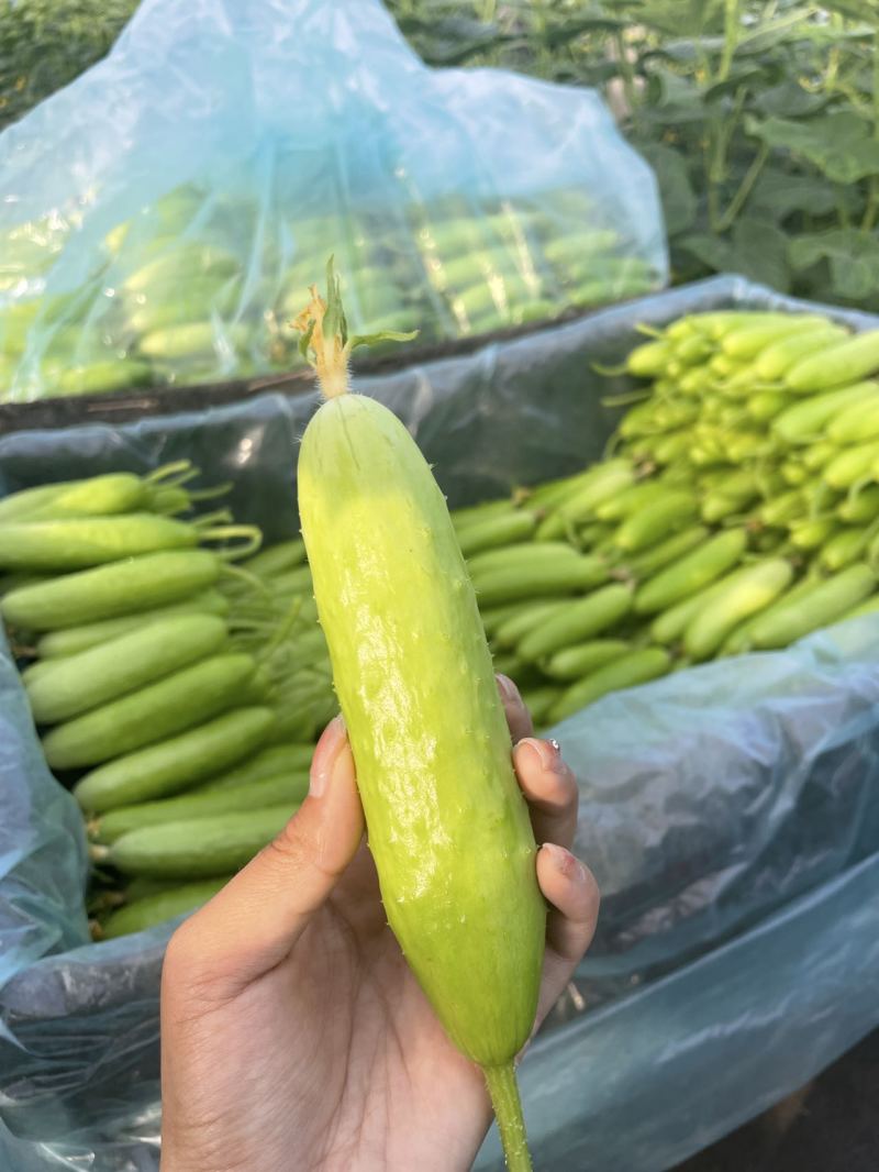 供应横扫水果黄瓜种苗白黄瓜苗