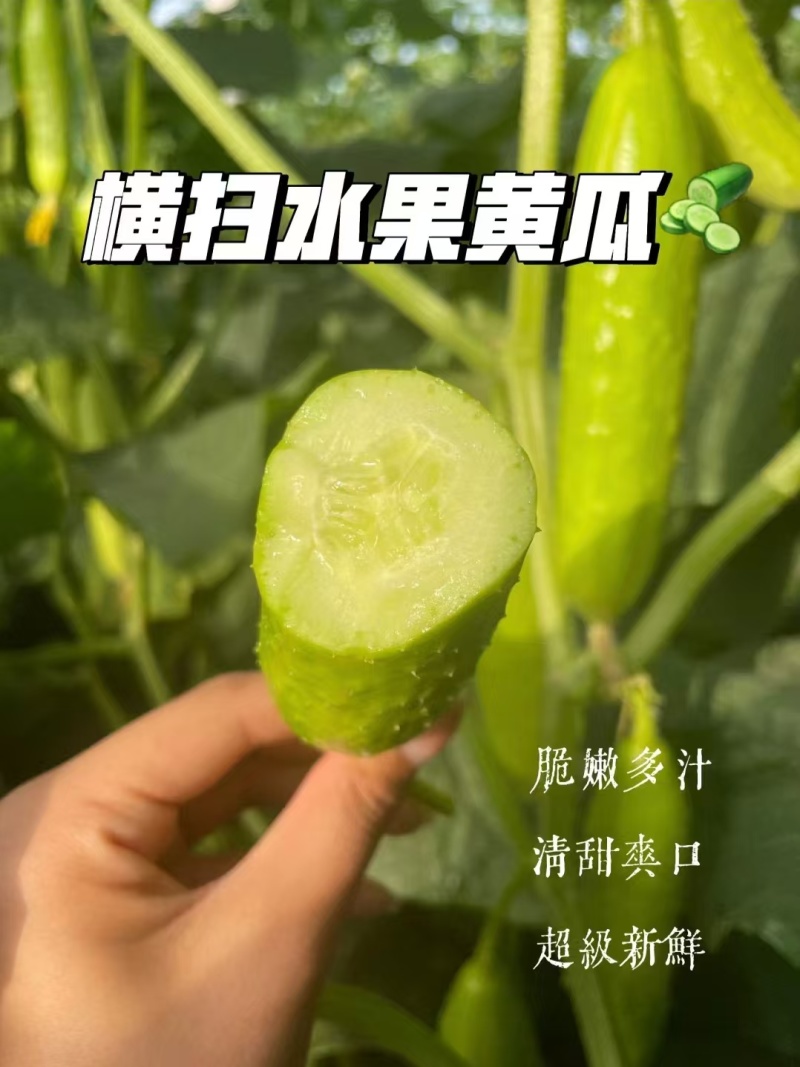 供应横扫水果黄瓜种苗白黄瓜苗
