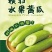 供应横扫水果黄瓜种苗白黄瓜苗