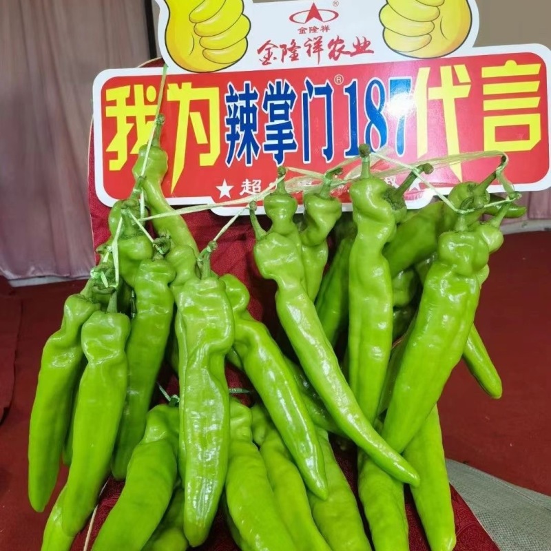辣掌门187牛角椒种子早熟杂交粗长牛角型辣椒抗病毒