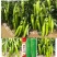 辣掌门187牛角椒种子早熟杂交粗长牛角型辣椒抗病毒