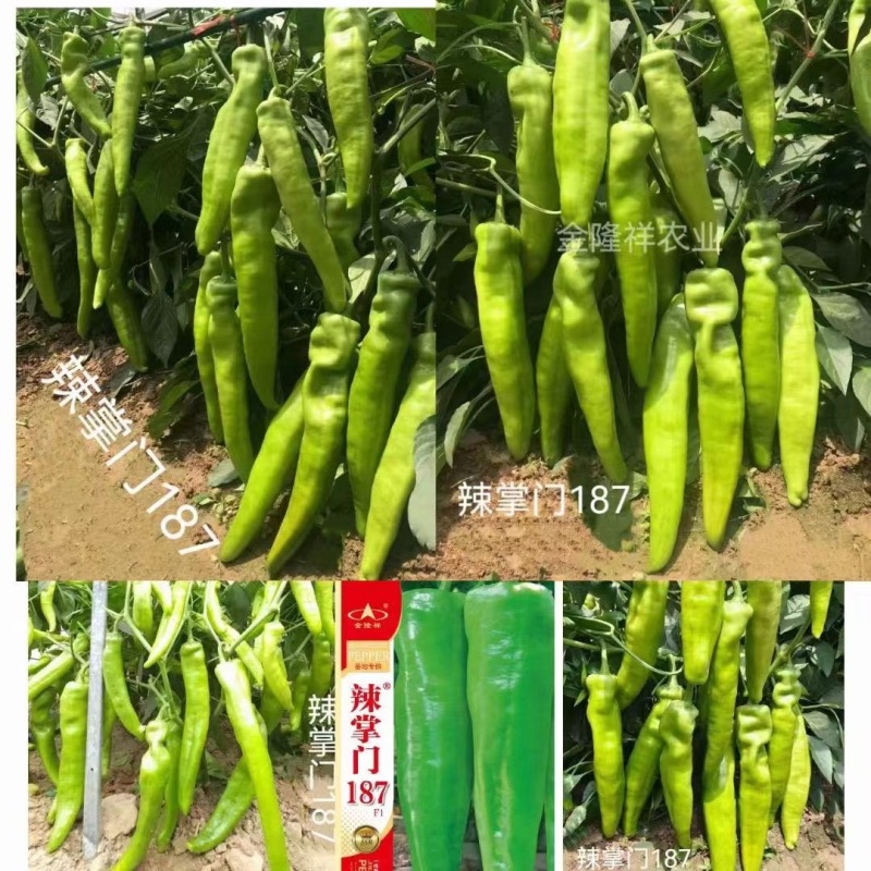 辣掌门187牛角椒种子早熟杂交粗长牛角型辣椒抗病毒