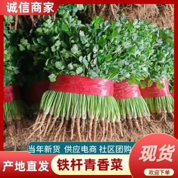 铁杆青香菜供应电商社区团购一手货源保质保量