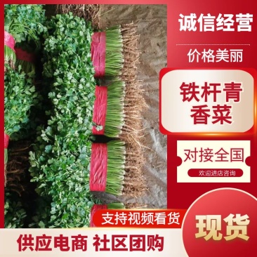 山东铁杆青香菜供应全国电商平台社区团购保质保量