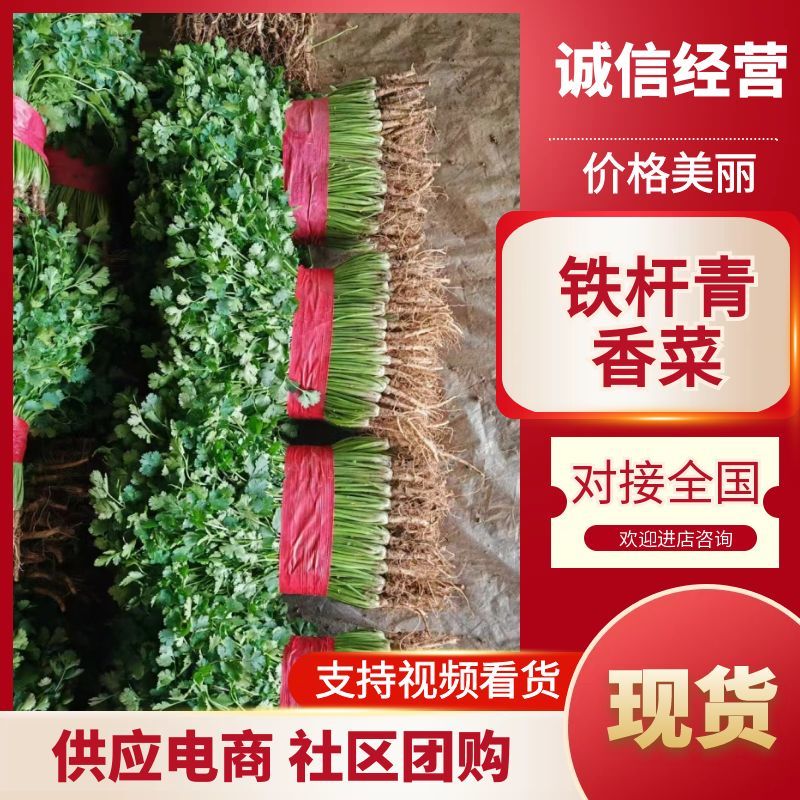 山东铁杆青香菜供应全国电商平台社区团购保质保量