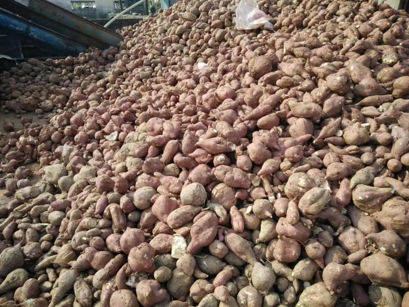 【红薯粉条】安徽粉条纯红薯粉条自产自销品质好全国发货