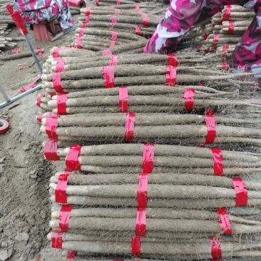 麻山药精品山药，价格优惠，品质保证，可视频看货