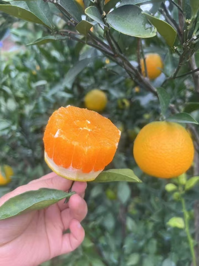 脐橙九月红脐橙湖北脐橙（热卖中）现摘现发规格齐全代发全国