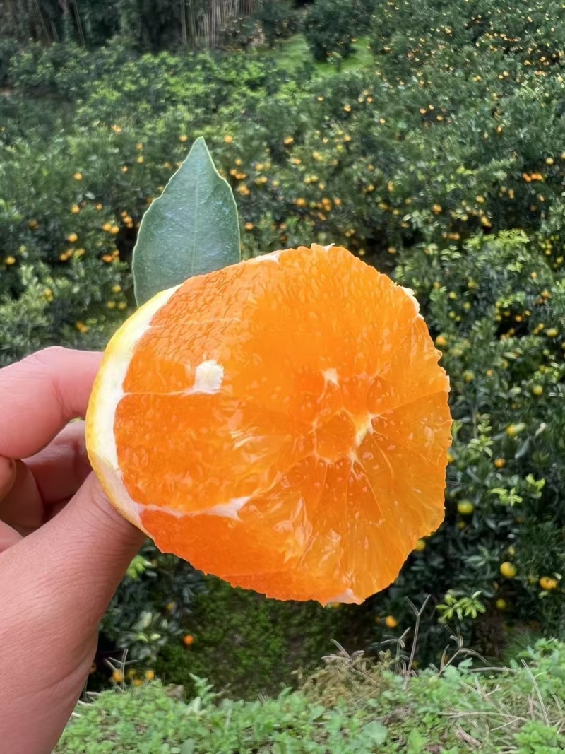 脐橙九月红脐橙湖北脐橙（热卖中）现摘现发规格齐全代发全国