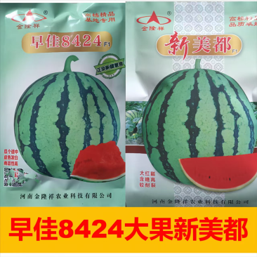 早佳8424大果美都西瓜种子皮薄坚韧耐贮耐运糖度高