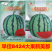 早佳8424大果美都西瓜种子皮薄坚韧耐贮耐运糖度高