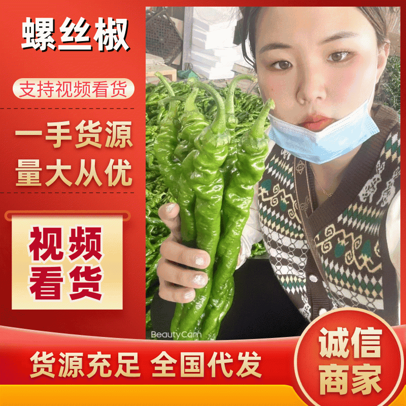 【实力商家】螺丝椒鲜辣椒大量上市对接各大商超市场