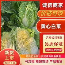 [热卖]新鲜大白菜应季时令绿色蔬菜农家自种现摘，欢迎致电