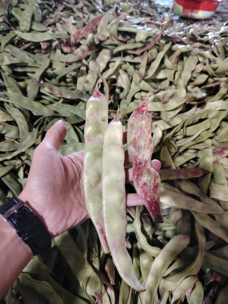 精品油豆角一点红油豆角产地发货对接电商市场超市