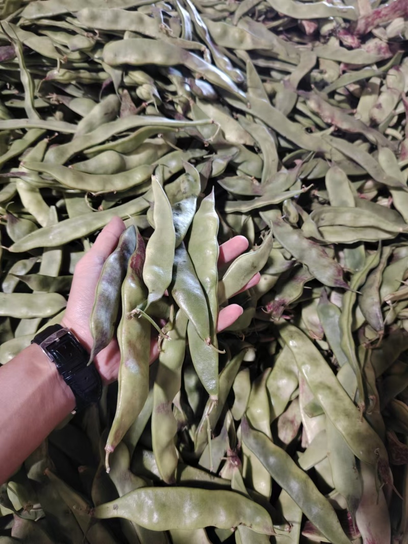 精品油豆角一点红油豆角产地发货对接电商市场超市