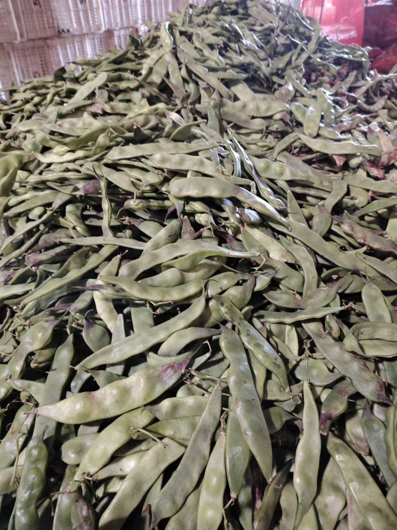精品油豆角一点红油豆角产地发货对接电商市场超市