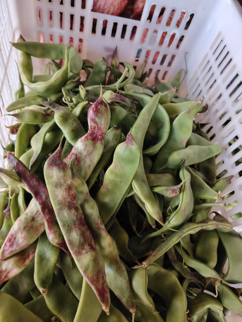 精品油豆角一点红油豆角产地发货对接电商市场超市