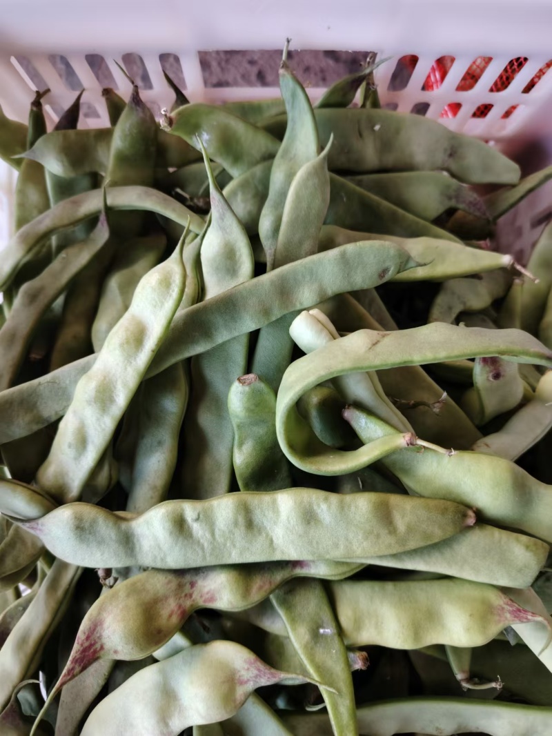精品油豆角一点红油豆角产地发货对接电商市场超市