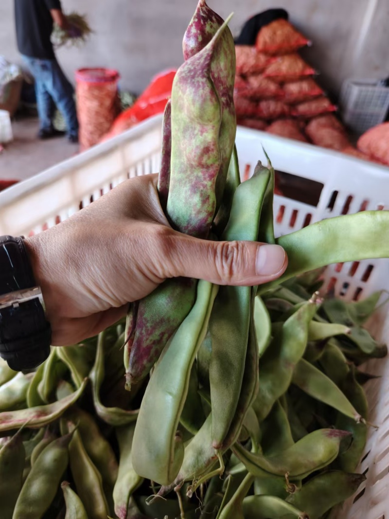精品油豆角一点红油豆角产地发货对接电商市场超市