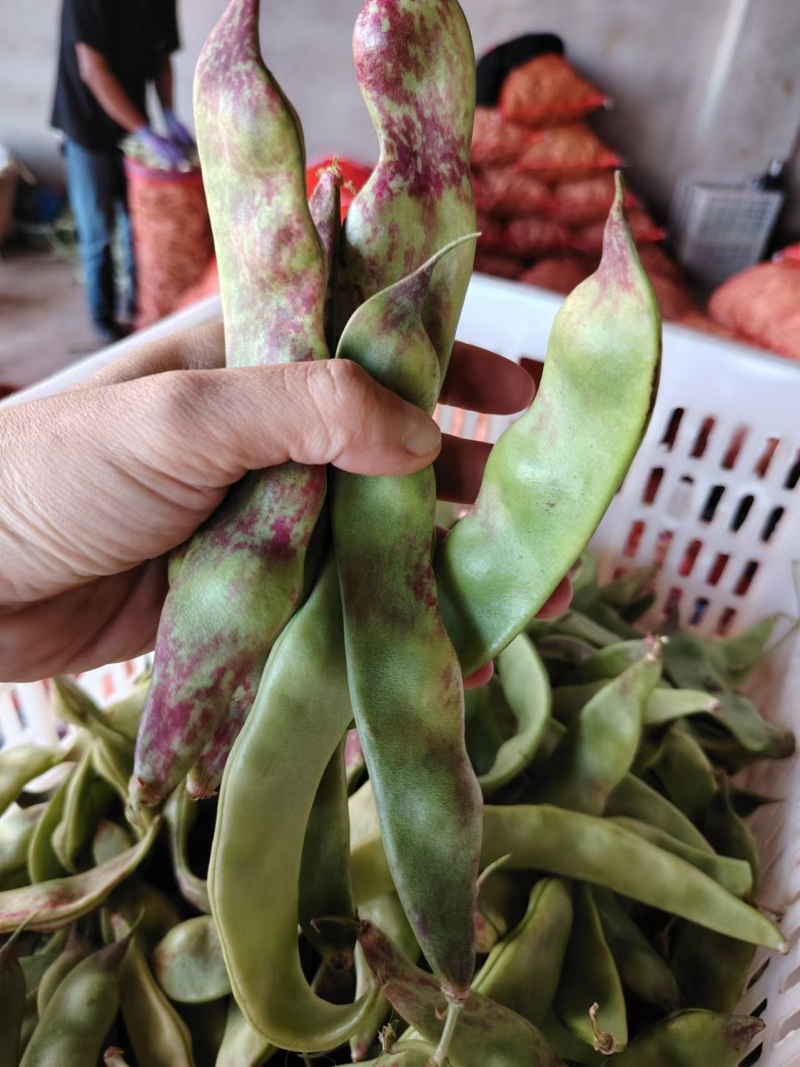 精品油豆角一点红油豆角产地发货对接电商市场超市