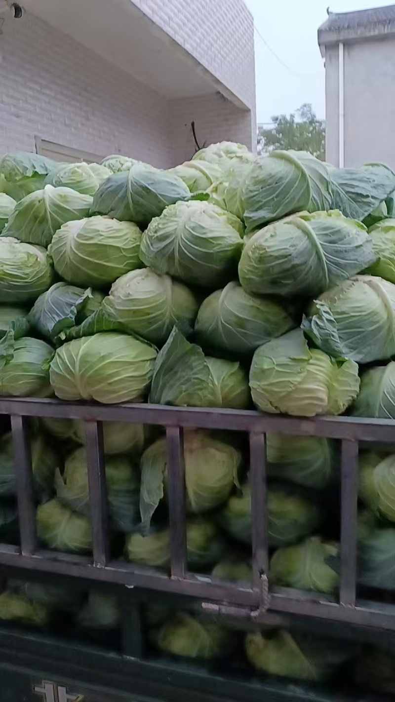 扁包菜颜色嫩绿，没有夹皮烂，大吨位供应市场加工厂产地直发