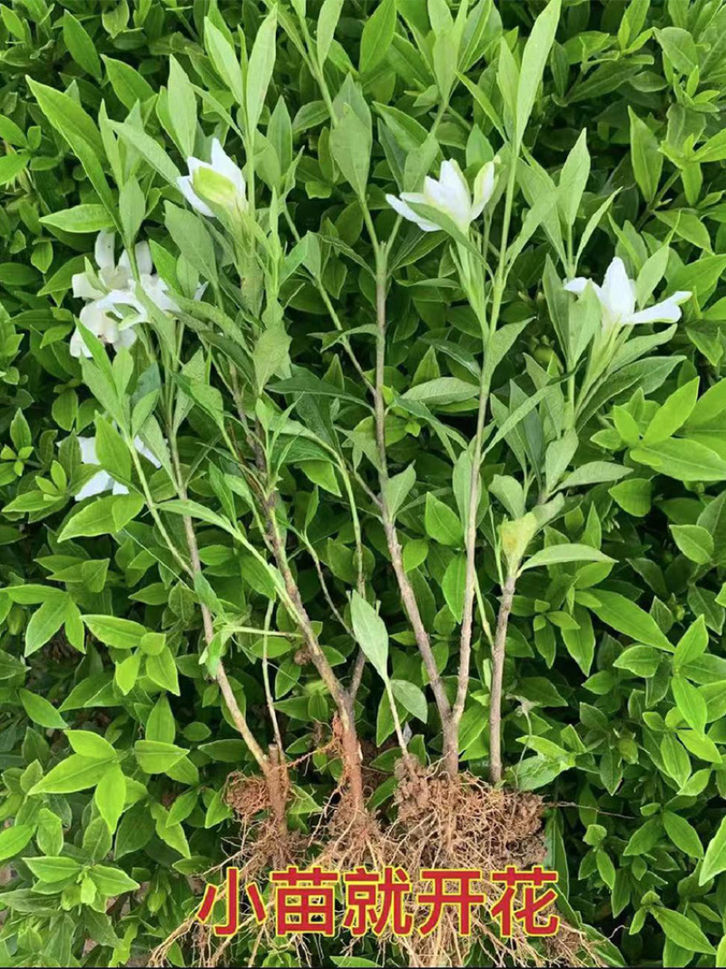 叶栀子花重瓣大叶栀子基地直销大量供应工程绿化灌木