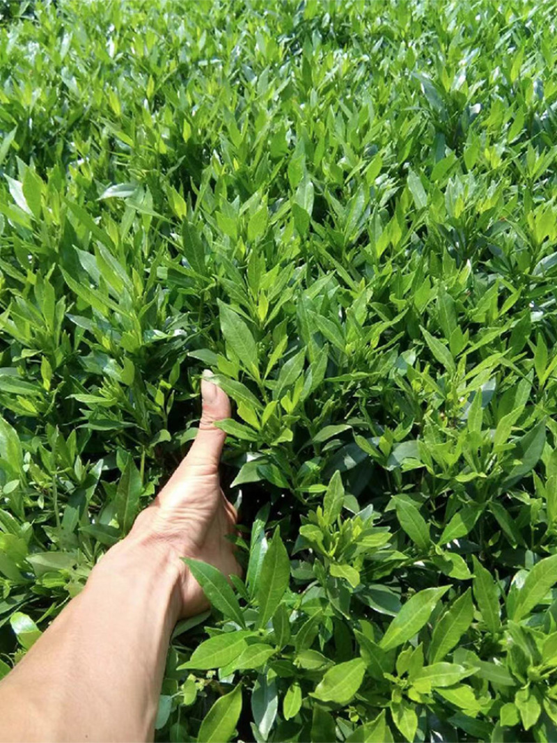 叶栀子花重瓣大叶栀子基地直销大量供应工程绿化灌木