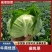精品扁包菜，价格可谈，品质保证，诚信经营，全国供货