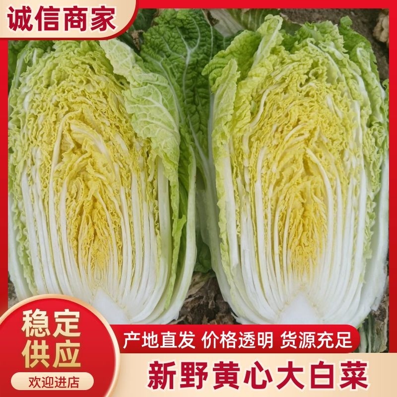 河南新野黄心白菜基地直采菜色绿心黄净菜耐运输一手货源