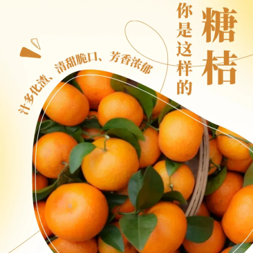 广西沙糖桔正宗精选应季新鲜现货量大欢迎致电
