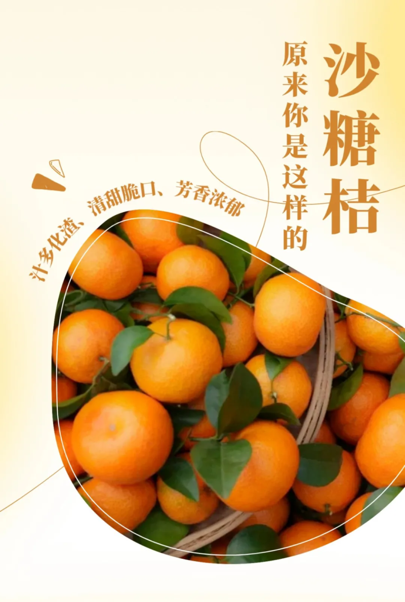 广西沙糖桔正宗精选应季新鲜现货量大欢迎致电