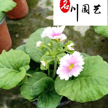 花樱草产地批发成都大花樱草杯苗价格花境花坛绿化带草花