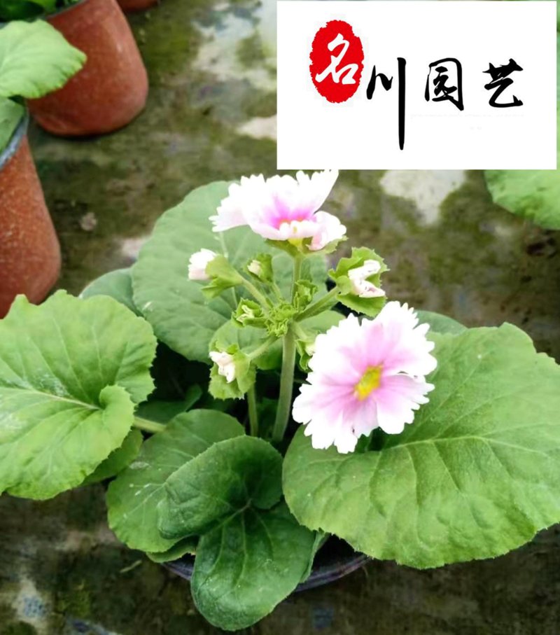 花樱草产地批发成都大花樱草杯苗价格花境花坛绿化带草花