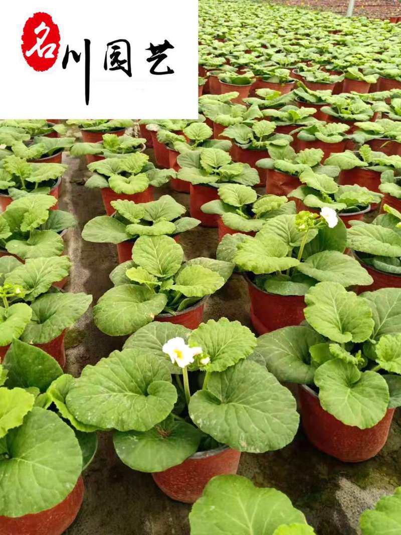 花樱草产地批发成都大花樱草杯苗价格花境花坛绿化带草花