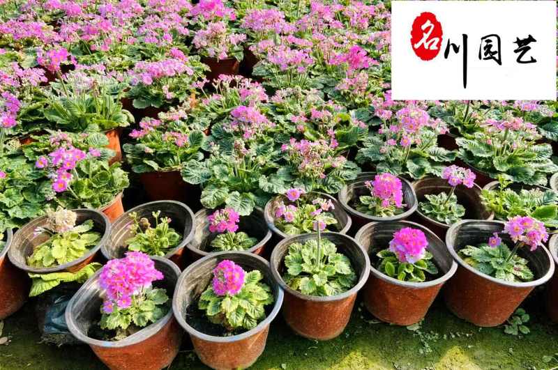 花樱草产地批发成都大花樱草杯苗价格花境花坛绿化带草花