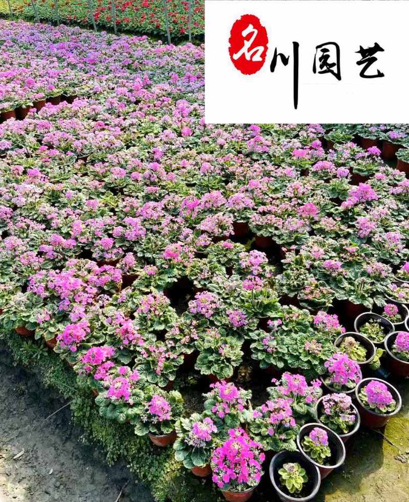 花樱草产地批发成都大花樱草杯苗价格花境花坛绿化带草花