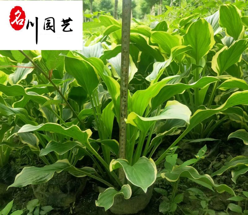 花叶玉簪杯苗大量批发耐寒多年生观叶植物量大价优