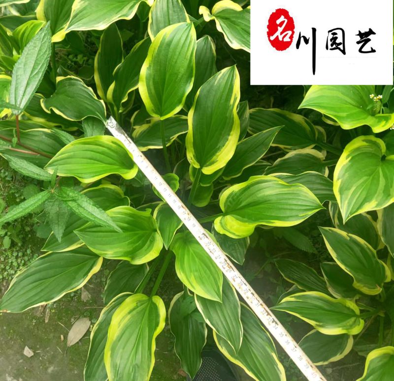 花叶玉簪杯苗大量批发耐寒多年生观叶植物量大价优
