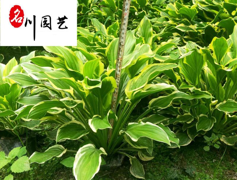 花叶玉簪杯苗大量批发耐寒多年生观叶植物量大价优