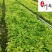 花叶玉簪杯苗大量批发耐寒多年生观叶植物量大价优