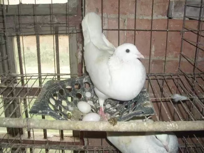 【优选鸽子蛋】产地直发精品鸽子蛋价格美丽好吃不贵欢迎咨询