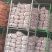 杞县优质大蒜产地直发品质保障量大优惠对接全国市场