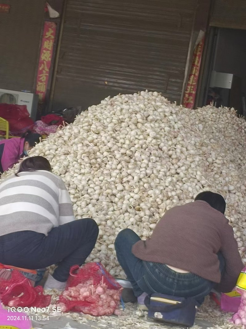 杞县优质大蒜河南大蒜产地直发品质保障量大优惠