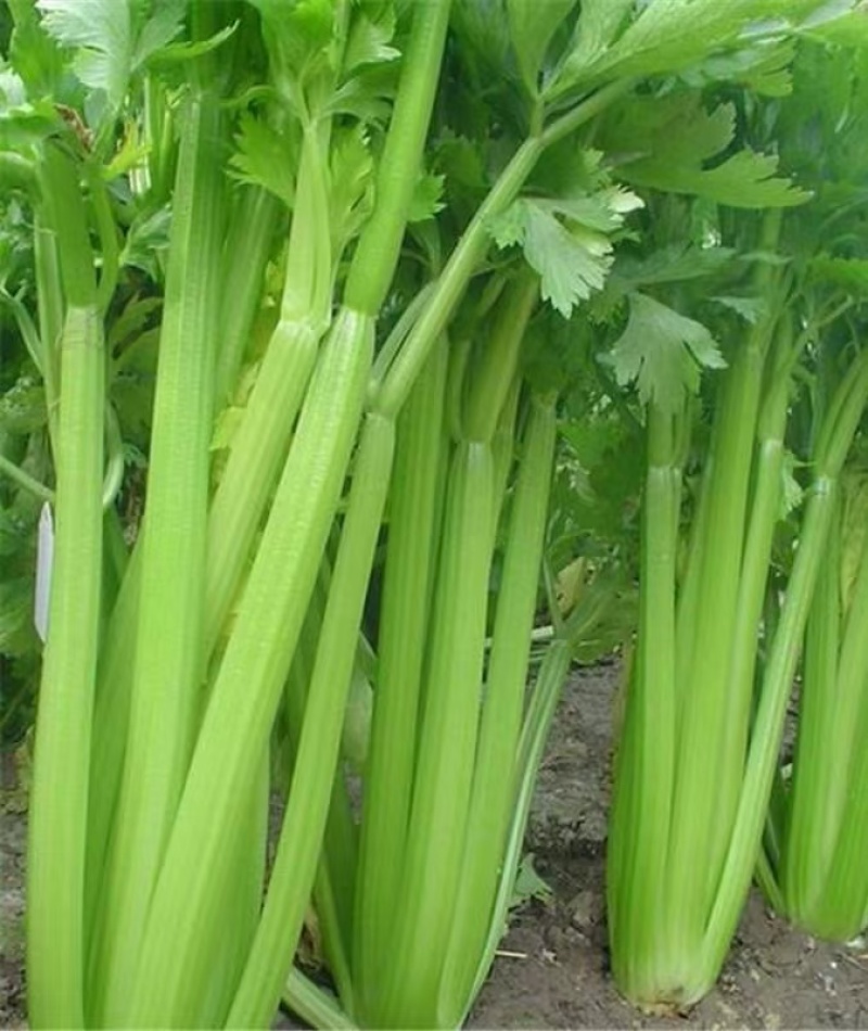 芹菜产地直发量大质优一站式服务