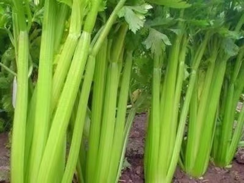 芹菜产地直发量大质优一站式服务