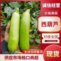 西葫芦产地直发品质保障量大优惠对接全国市场等