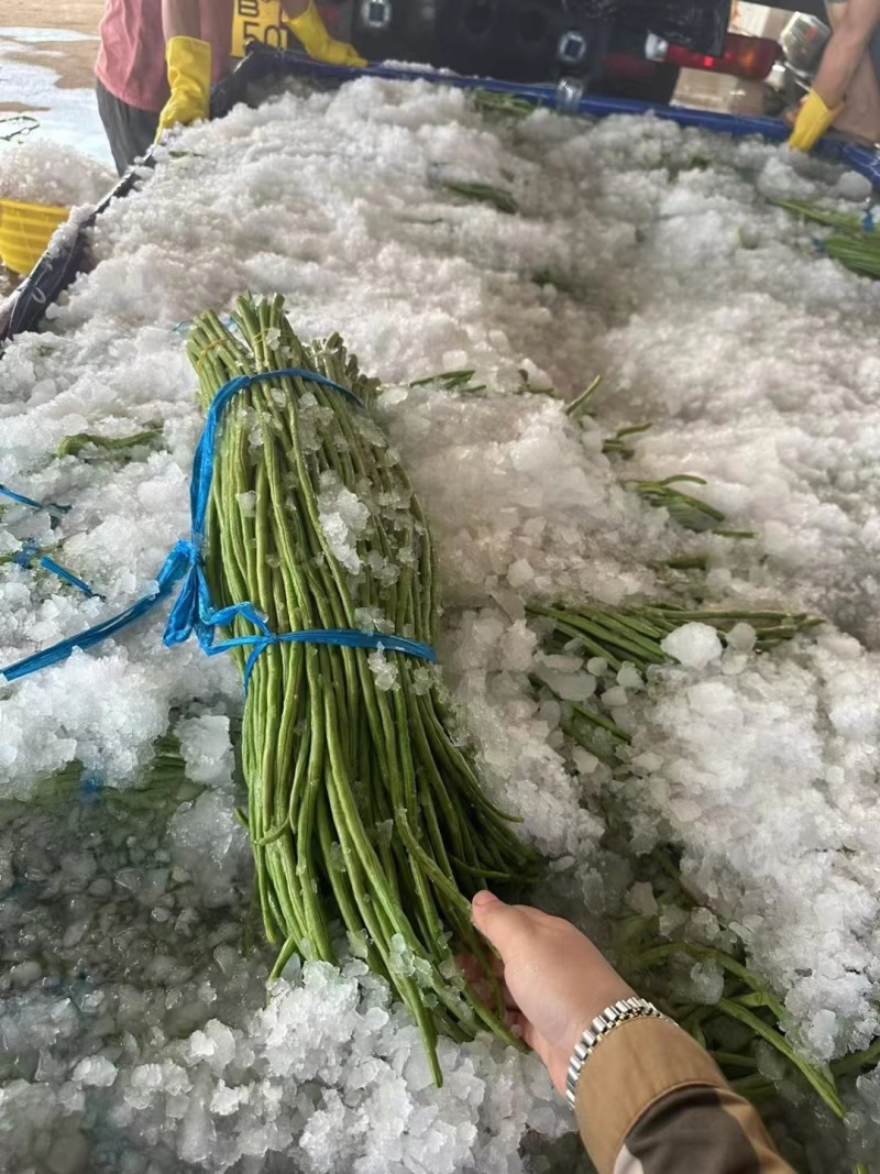 精品长条豆角，全国发货，保质保量，价格便宜，诚信经营