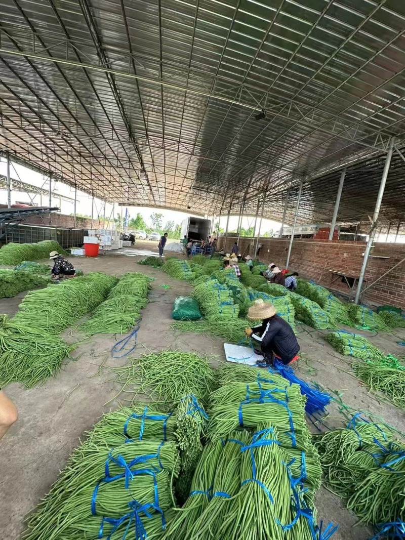 精品长条豆角，全国发货，保质保量，价格便宜，诚信经营